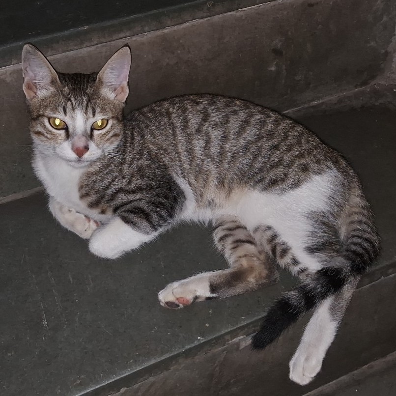 A ginger cat midway down a staircase looking back over its shoulder