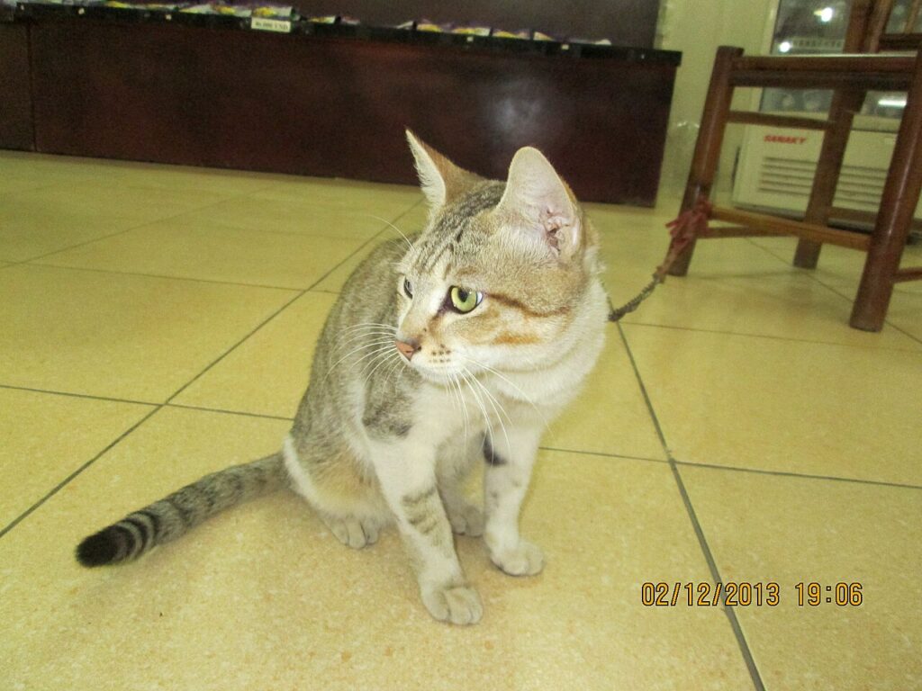 A tabby cat looking at a ceiling at night with wide eyes