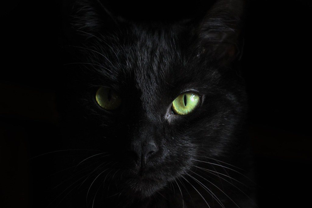 A cat at Midnight Sprint Coaching