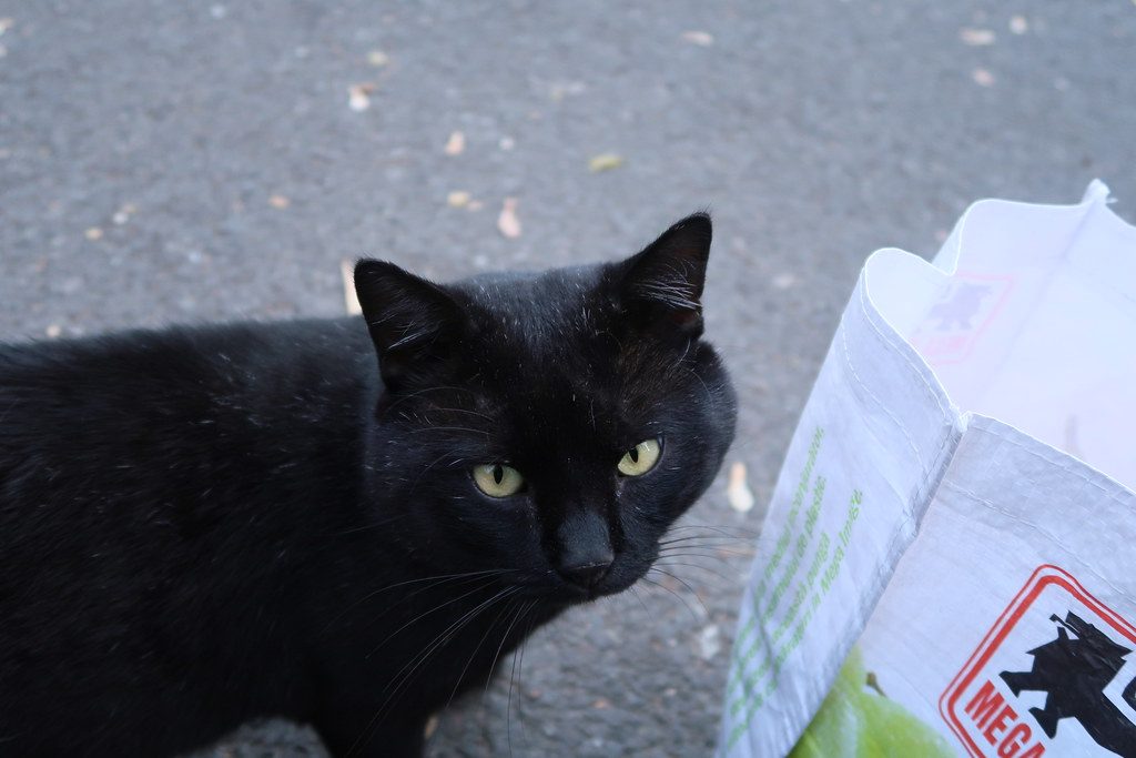 A cat at Midnight Sprint Coaching The 3 AM Sprint Plan