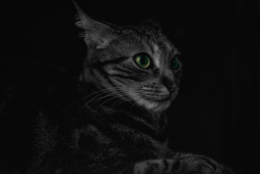 A cat at Midnight Sprint Coaching Post Zoomie Cool Down