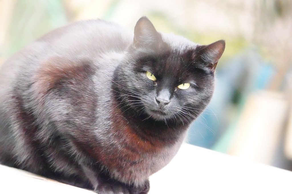 A cat at Midnight Sprint Coaching